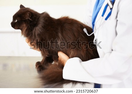Hands, veterinarian or cat in veterinary clinic or animal healthcare table for checkup in nursing consultation. Medical test, doctor or sick pet or black Persian kitten in veterinary examination