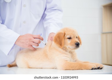 Hands of veterinarian giving injection to little golden retriever - Powered by Shutterstock