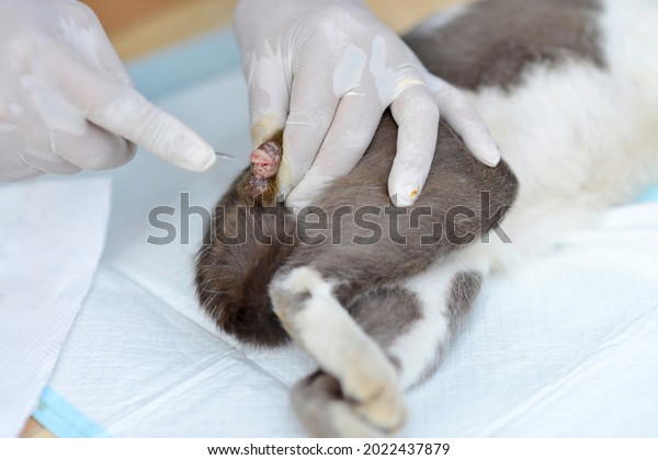 Hands of veterinarian with gloves holding and\
cutting cat\'s testicles.Neutering of cat.Feline surgical\
procedures. Kitty castrated.Testicle being cut by vet.Animal heath\
care.Neuter on male\
organ.
