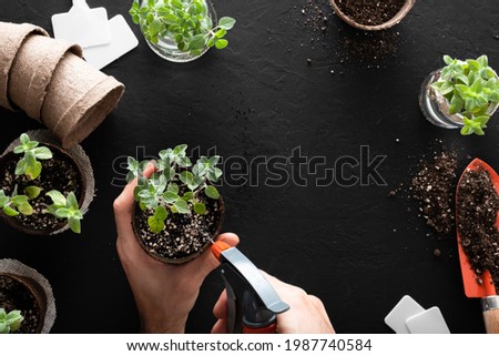 Hands watering oregano plants and other aromatic herbs in biodegradable peat pots after transplanting, fresh cuttings in glass jars and a shovel with potting soil, on a black surface with copy space