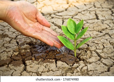 Hands watering a tree on cracked earth / love nature / environmental destruction 
