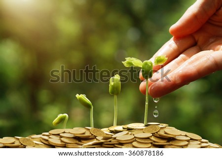 Hands watering young baby plants growing in germination sequence on golden coins / Green business concept / Business ethics / Corporate social responsibility 