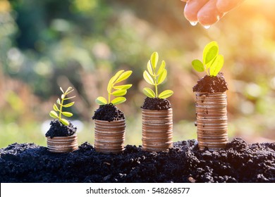 Hands watering young  plants growing in germination sequence on golden coins , business concept 