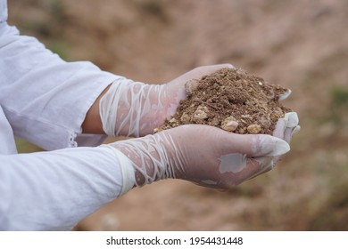 Hands wearing gloves and holding  dry soil. Concept for checking and examining soil quality, study and research about agriculture planting.  Environment Ecology