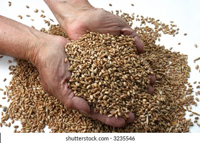 hands with wheat