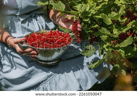 Hands of a woman in close-up. The girl is harvesting berries. Healthy ripe red currant in a bowl in the summer garden. An organic set of vitamins with fresh green leaves.