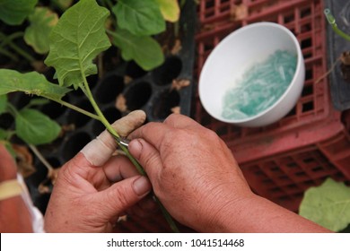 Hands Woman Cutting Rootstock Eggplant For Grafting Plant.