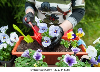 Hands Of A Woman Gardener Plant Pansies Flowers In A Pot