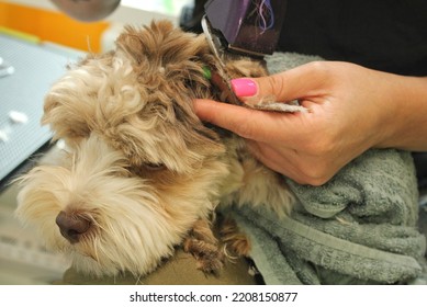 Hands Of Woman Groomer Makes A Breed Haircut With Trimmer Of Yorkshire Terrier In Grooming Salon. Use Of Tool For Combing Wool. Professional Animal Pet Care Concept. Close-up With Copy Space For Text