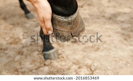 Hands of a woman holding broken hoof of a black horse standing on the sandy ground. Closeup view. Damaged horse hoof. Taking care and grooming of horses. Horse riding competition.