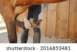 Hands of a woman holding the leg of her chestnut horse cleaning the horse hoof. Using a hoof pick scraping off the dust from the horse hoof. Preparing the horse for a ride. Hoof care.