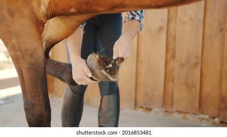 Hands of a woman holding the leg of her chestnut horse cleaning the horse hoof. Using a hoof pick scraping off the dust from the horse hoof. Preparing the horse for a ride. Hoof care. - Powered by Shutterstock