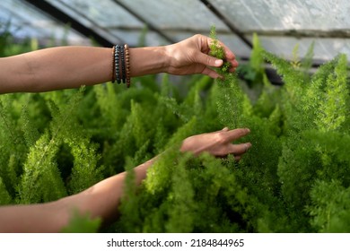 Hands of woman holding lush green branch of decorative plant growing under protective cover in nursery-garden. Female customer chooses to buy asparagus for diversifying home interior close view - Shutterstock ID 2184844965