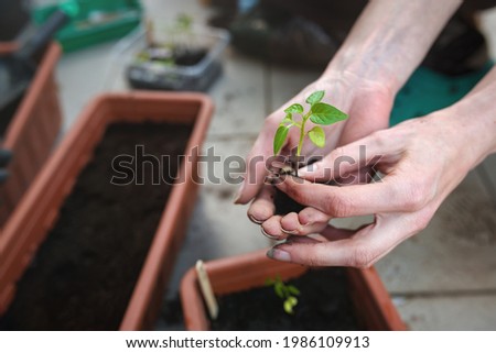 Hands of woman planting habanero pepper seedlings in the soil in a garden planter box. The habanero's heat, flavor and floral aroma make it a popular ingredient in spicy foods.