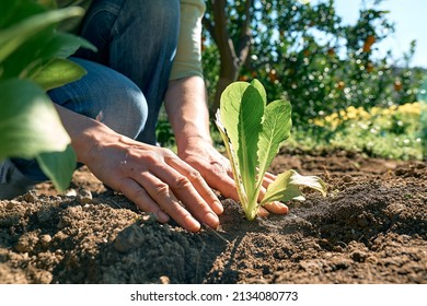 Hands of woman planting young lettuce seedlings in the soil. Horticulture sostenible. gardening hobby. Healthy organic food concept. - Shutterstock ID 2134080773