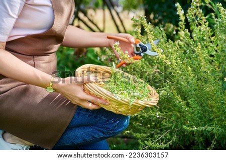 Hands of woman with pruner picking spicy fragrant harvest of herb savory