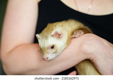 In The Hands Of A Woman The Red-haired Domestic Ferret. Unusual Pets. Food And Accessories For Rodents.