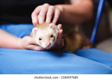 In The Hands Of A Woman The Red-haired Domestic Ferret. Unusual Pets. Food And Accessories For Rodents.