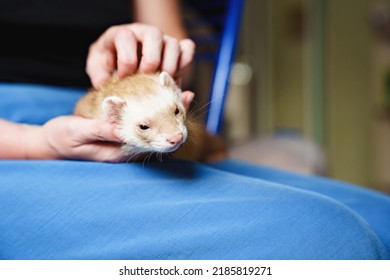 In The Hands Of A Woman The Red-haired Domestic Ferret. Unusual Pets. Food And Accessories For Rodents.