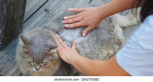 Hands Of Woman Searching For Cat Fleas .Health And Care About Home Pets.