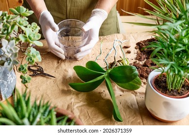 The hands of woman transplanting orchid into another pot on the table, cut out rotten roots,  taking care of plants and home flowers. Home gardening.
 - Powered by Shutterstock