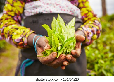 Hands Of Women From The Tea Plantation - Sri Lanka