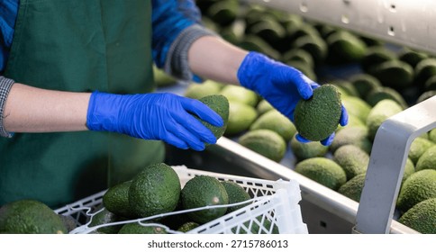 Hands of worker of fruit processing factory checking fresh ripe avocados on conveyor belt of sorting production line and packing into boxes
