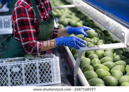 Hands of worker of fruit processing factory checking fresh ripe avocados on conveyor belt of sorting production line and packing into boxes