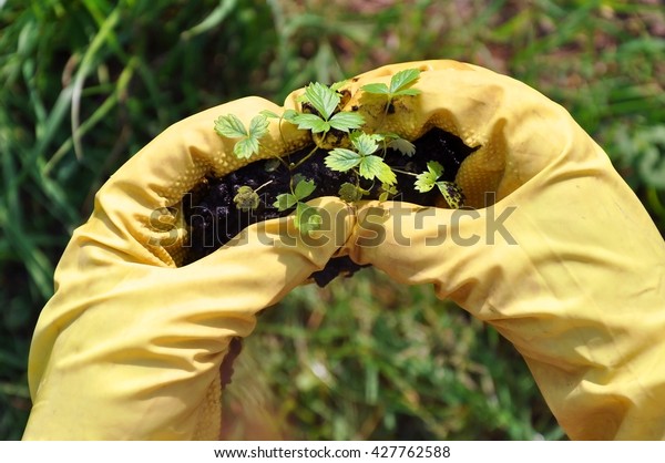 Hands in\
yellow rubber gloves holding strawberry seedlings with soil. Close\
up. Green grass on a blurred\
background.