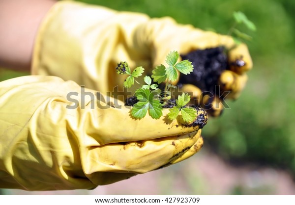Hands in\
yellow rubber gloves holding strawberry seedlings and soil. Close\
up. Green grass on a blurred\
background.
