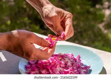 Hands of young man, plucking rose petals. Preparation of home-made rosewater, dried rose petals and rose oil. Close-up of hands and pink petals in bowl of mint green color. Topic: home cosmetics . - Shutterstock ID 2165622199