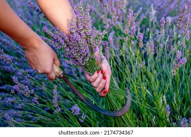 Hands of a young woman cutting lavender with a sickle outdoors in a lavender field. Close up. - Shutterstock ID 2174734367