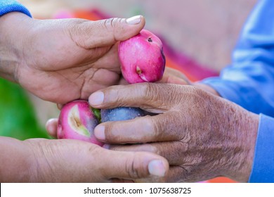 Hands Of Young Woman Giving Potato To Old Native American Person.