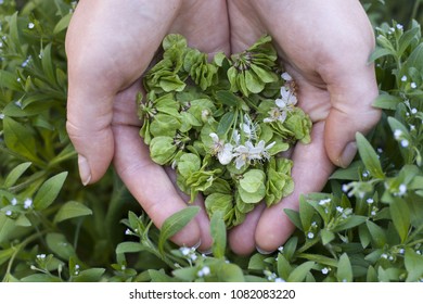 The hands of a young woman are holding some cherry flowers ang plants. Ecological friendly and environment concept. - Shutterstock ID 1082083220