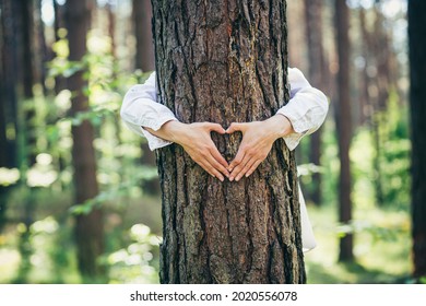 Hands Of A Young Woman Hug A Tree In The Forest And Show A Sign Of Heart And Love For Nature