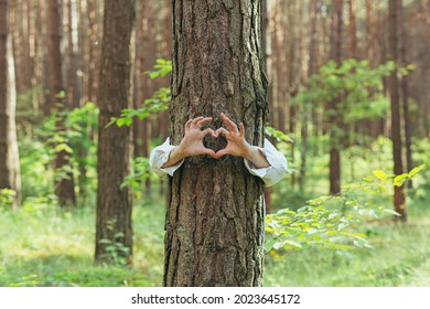 Hands Of A Young Woman Hug A Tree In The Forest And Show A Sign Of Heart And Love For Nature