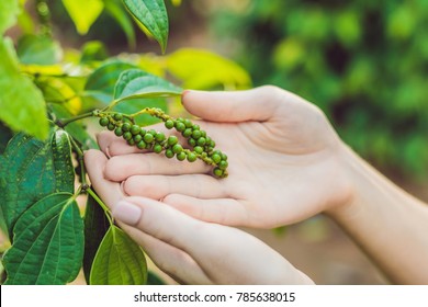 Hands of a young woman on a black pepper farm in Vietnam, Phu Quoc.