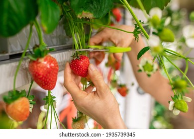 Hands of young worker of vertical farm or greenhouse cutting red ripe strawberries with scissors - Powered by Shutterstock