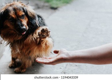 Handshake Between Man And Pretty Puppy- High Five - Teamwork Between Man Dog