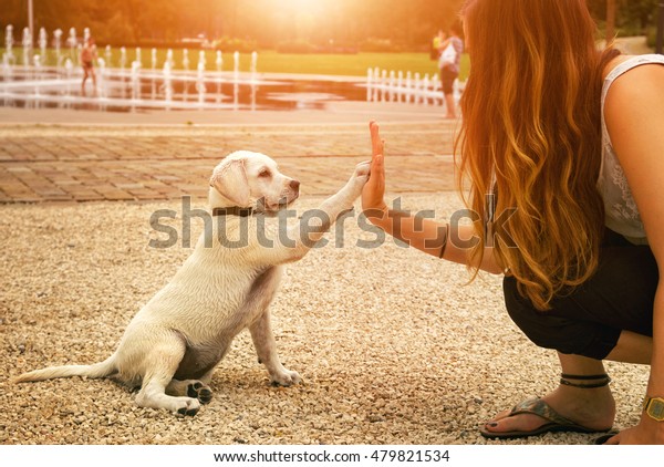 handshake between woman and pretty puppy- High Five -\
teamwork between girl\
dog