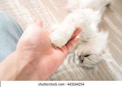 Handshaking with cat - Shutterstock ID 443264254