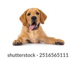 Handsome 3 months old Labrador dog puppy, laying down facing front with tongie out. Looking towards camera. Isolated on a white background.