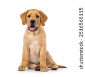 Handsome 3 months old Labrador dog puppy, sitting up facing front. Looking towards camera. Isolated on a white background.