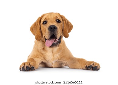 Handsome 3 months old Labrador dog puppy, laying down facing front with tongie out. Looking towards camera. Isolated on a white background.