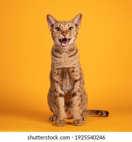 Handsome adult male Ocicat cat, sitting up facing front. Looking  towards camera, with mouth open screaming. Isolated on a solid orange yellow background. - Shutterstock ID 1925540246