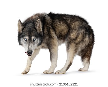 Handsome American Wolfdog, standing side ways, head down and looking straight to camera. Licking mouth with tongue. Isolated on a white background.