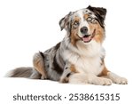 A handsome Australian Shepherd dog sits patiently on a clean white background, looking directly at the camera.