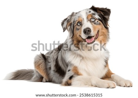 Similar – Image, Stock Photo Portrait of Australian Shepherd puppy bathing in water in Beskydy mountains, Czech Republic. Enjoying the water and looking for his master