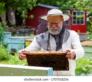 Handlicher Imker in Schutzform, der den Bienenstock im Garten kontrolliert