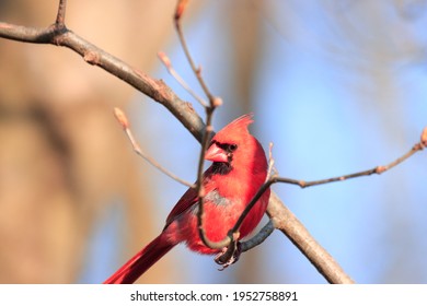 Handsome Bird Feathers Beak Vivid Red Male Northern Cardinal Black Mask Crested Head Dark Eyes Perched Brown Branches Tree Vivid Blue Sky Background Sunny Spring Afternoon Nottingham Maryland USA 